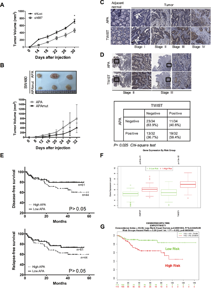 APA expression revealed enhanced tumorigenicity in vivo, and double-positive expression in APA/TWIST was correlated with poor prognoses in CRC patients.