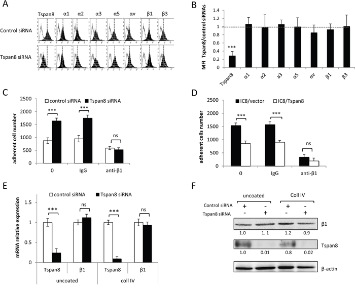 Tspan8-reduced &#x03B2;1 integrin-mediated adhesion was independent of &#x03B2;1 transcript and protein expression level.