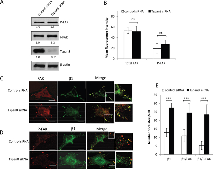 Tspan8 regulates &#x03B2;1 integrin clustering but does not affect phosphorylation state of FAK.
