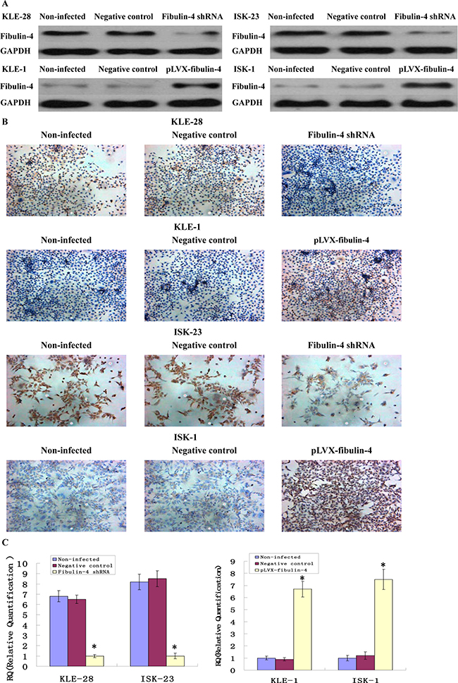 Identification of the transfection efficiencies after lentivirus-mediated transfection.