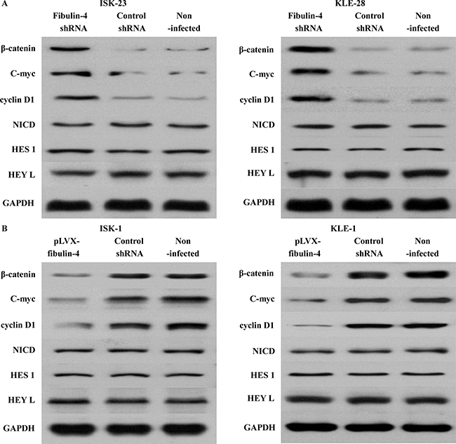 Effects of fibulin-4 on the Wnt/&#x03B2;-catenin and Notch pathways.