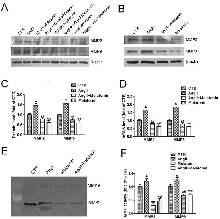 Melatonin treatment inhibits AngII-induced MMP2 and MMP9 expression.