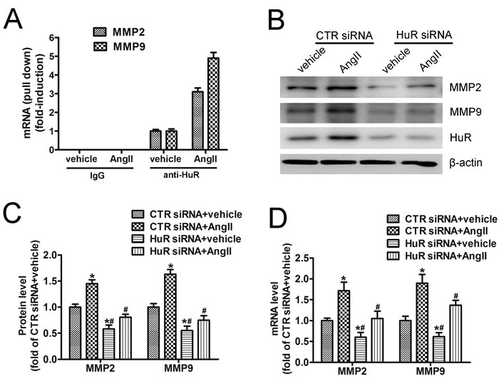 HuR is required for AngII-induced MMP2 and MMP9 expression.