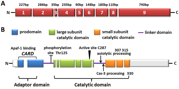 The diagram of human caspase-9.