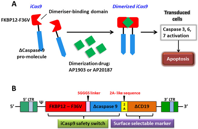 The apoptosis of transduced cells incurred by activated iCasp9.