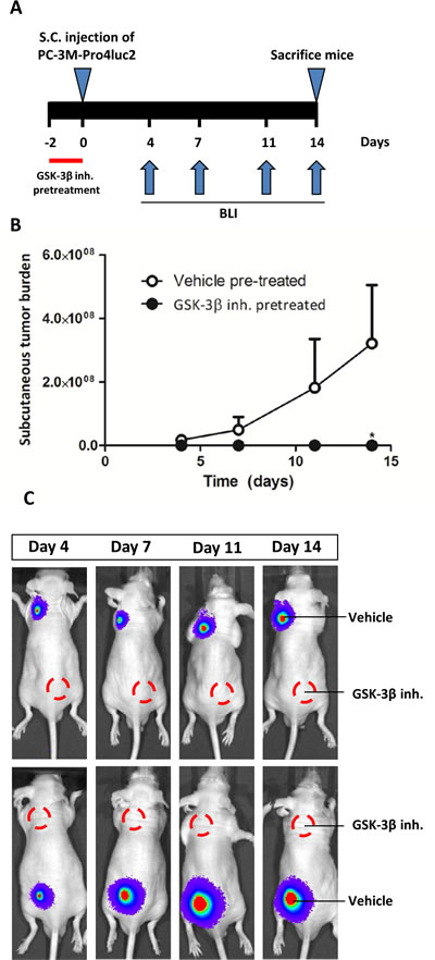 The effect of GIN pretreatment in vitro on tumorigenic potential in vivo.