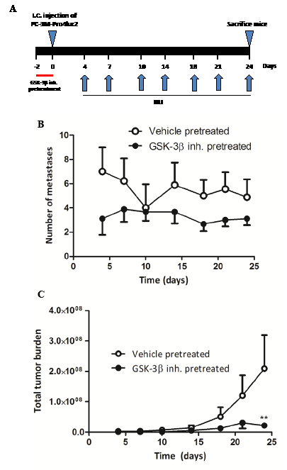 The effect of GIN pretreatment in vitro on metastatic potential in vivo.