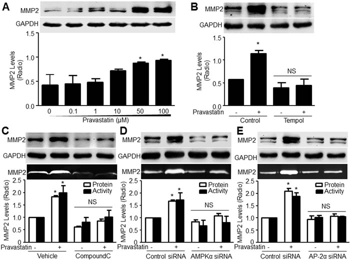 Pravastatin increases the levels of MMP2 protein and activity in murine VSMCs, which depends on AMPK and AP-2&#x3b1;.