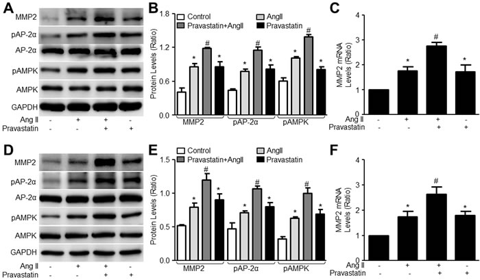 Pravastatin activates AMPK/AP-2&#x3b1;/MMP2 signaling in AngII-stimulated murine VSMCs.