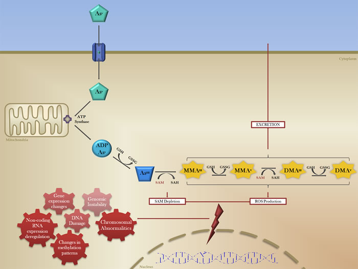 The biotransformation of inorganic arsenic and mechanisms of arsenic-induced carcinogenesis.