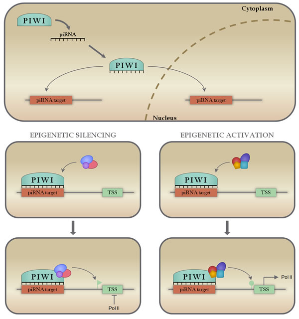 Mechanisms of piRNA action.