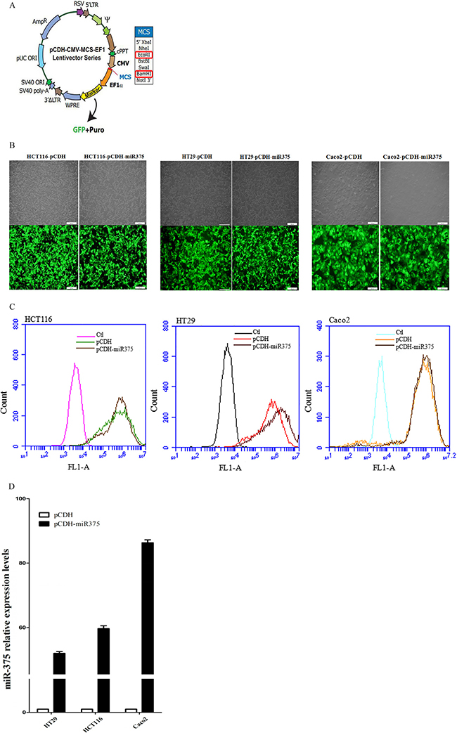 Establishment of miR-375 expressing cell lines with pCDH-CMV-MCS-EF1-GFP-T2A-Puro vector.