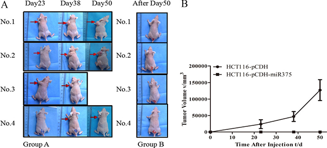 miR-375 suppressed the tumoregenesis in nude mice.