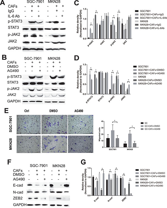 CAFs-derived IL-6 enhances the migration and EMT of gastric cancer cells via the activation of JAK2/STAT3 pathway.
