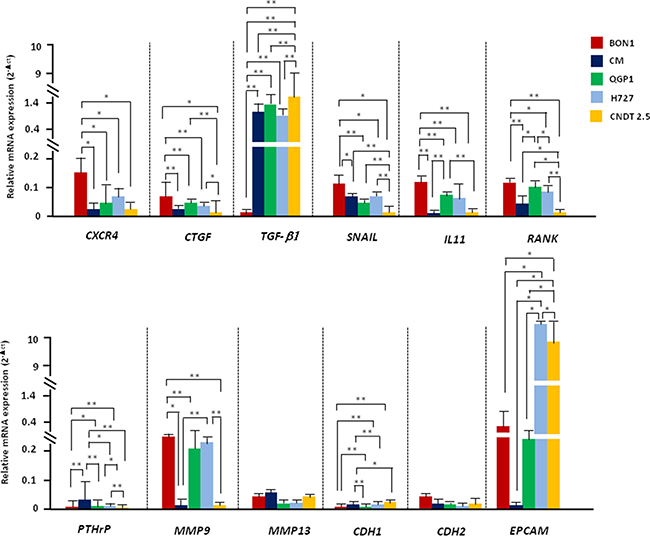 NET cell lines differ in their baseline EMT-related transcriptional profile.