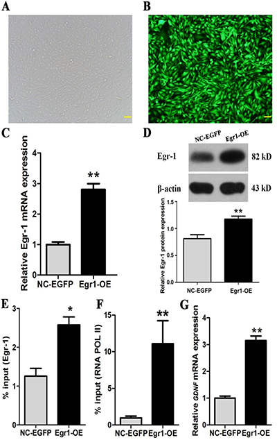 Egr-1 overexpression significantly increased Egr-1 binding to GDNF promoter II, RNA POL II recruitment, and GDNF transcription in rat C6 glioma cells.