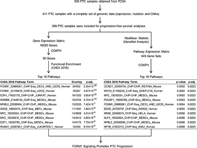 Pathway analyses of PTC progression associated signaling.