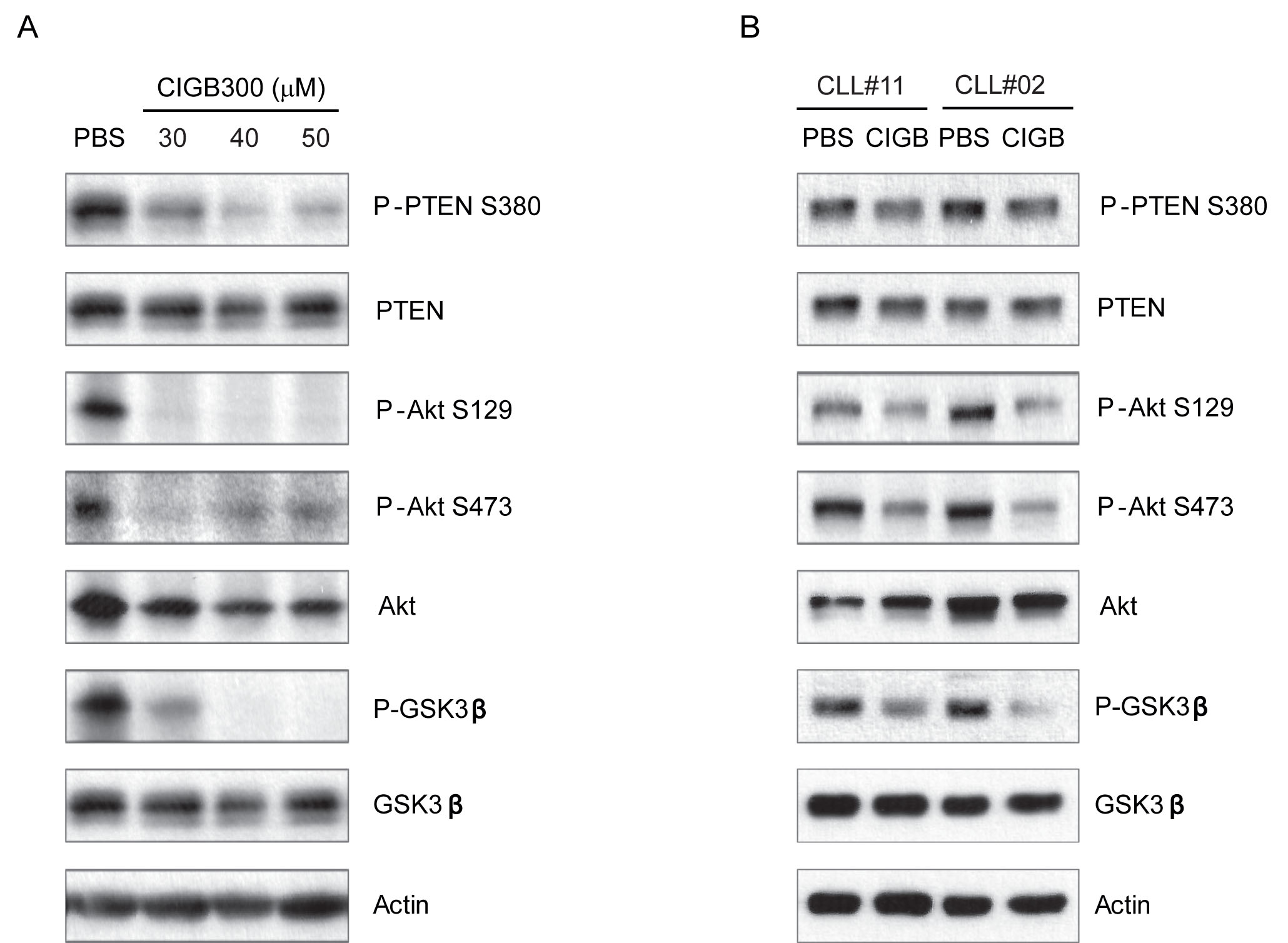 CIGB-300 inhibits PI3K signaling pathway.
