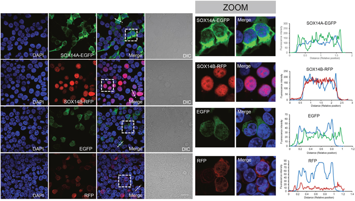 The subcellular distributions of E. sinensis SOX14A and SOX14B in 293T cells.