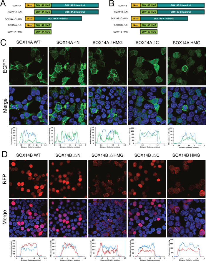 The HMG box are involved in the nuclear import of E. sinensis SOX14A and SOX14B proteins.