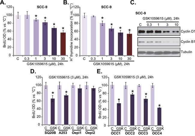 GSK1059615 inhibits HNSCC cell proliferation.