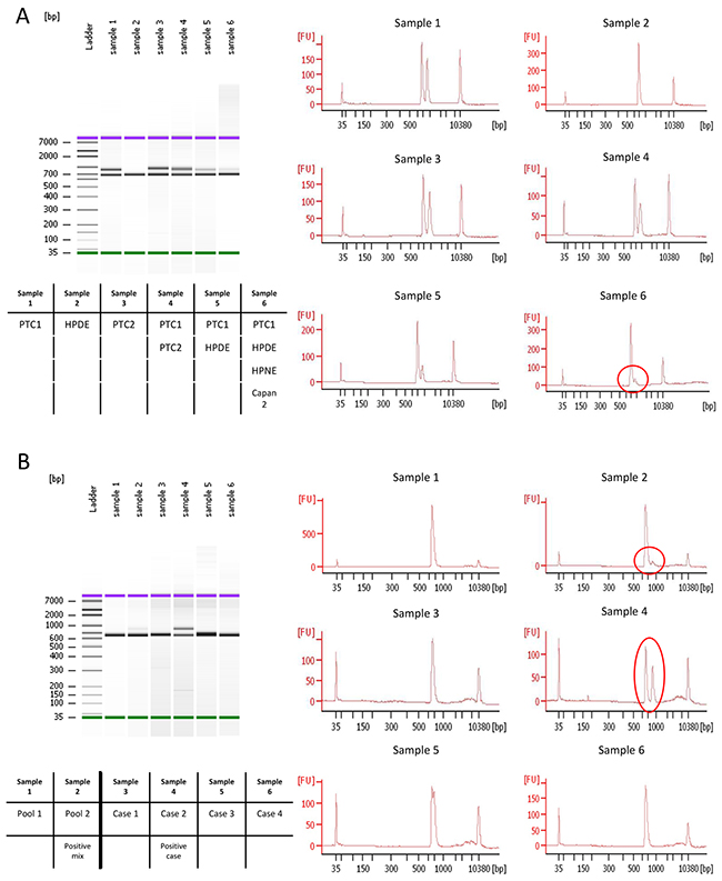 Bioanalyzer results of pooled 1st PCR products.