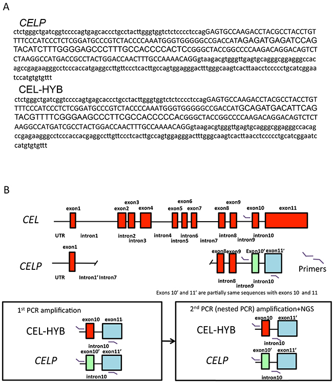 Detection of CEL-HYB by next-generation sequencing.
