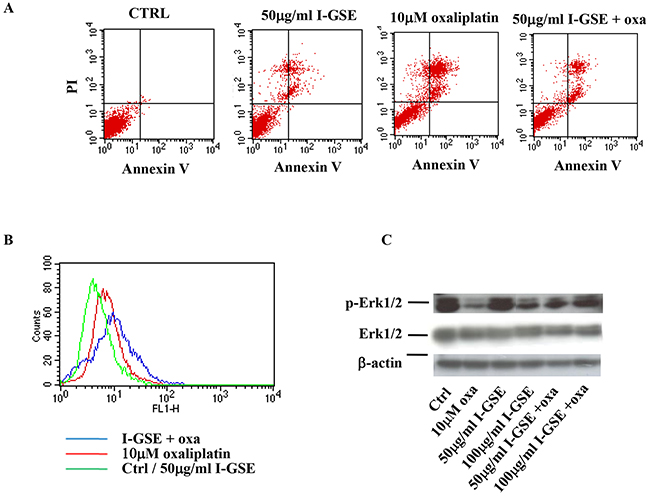 HT-29 response to oxaliplatin and/or I-GSE.