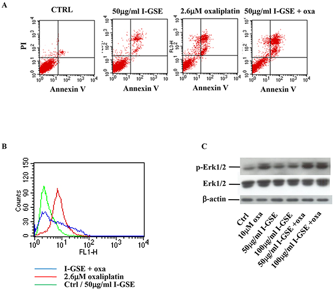 Colo205 response to oxaliplatin and/or I-GSE.