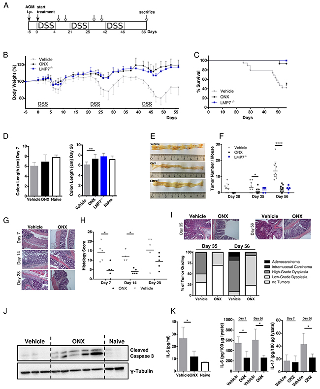Treatment with ONX 0914 suppresses AOM/DSS-induced colorectal tumor formation.