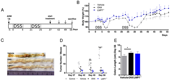 Treatment with ONX 0914 suppresses growth of already established tumors in a therapeutic setting after cessation of inflammation induction.