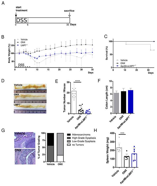 Treatment with the LMP7 inhibitor ONX 0914 suppresses intestinal tumorigenesis in ApcMin/&#x002B; mice.