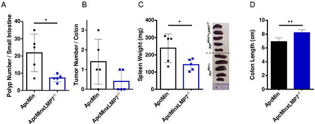 Reduced intestinal tumor burden in ApcMin/&#x002B;LMP7-/- mice.