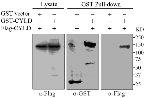 GST pull-down assays to analyze CYLD intermolecular interaction.