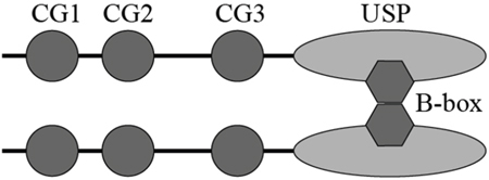 Schematic illustration of proposed CYLD dimerization via the B-box module.
