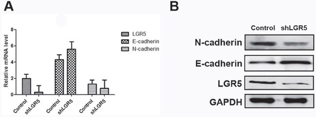 Expressions of LGR5, E-cadherin, and N-cadherin in Huh7 cell lines.