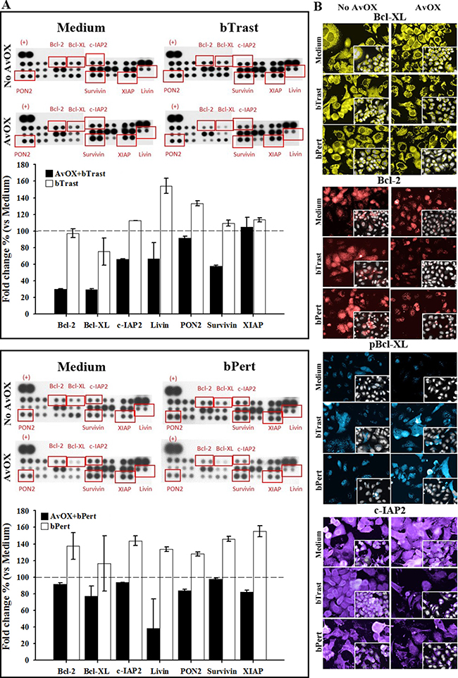 AvidinOX-anchored bTrast and bPert induce pro-apoptotic and reduce anti-apoptotic molecules in SKBR3 cells.