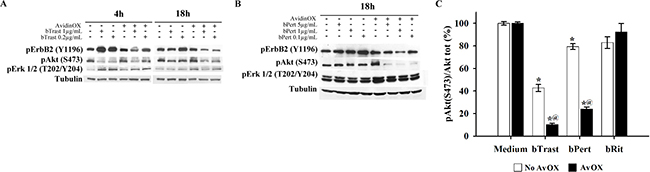 AvidinOX-anchored bTrast or bPert inhibit ErbB2 phosphorylation and signaling in SKBR3 cells.