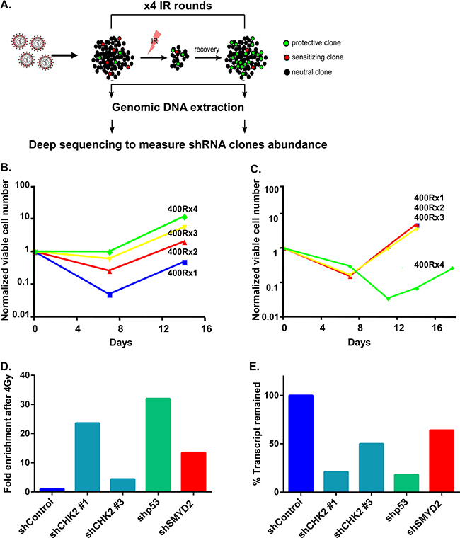 shRNA screen for regulators of leukemia cell survival.