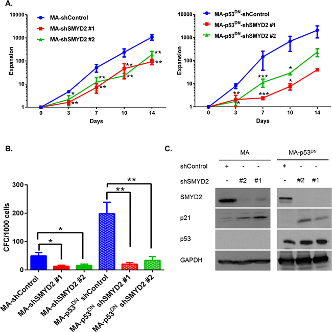 SMYD2 regulates leukemia cell growth in the p53-independent manner.