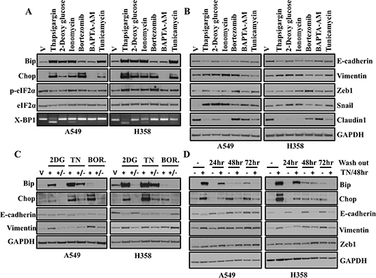 A variety of known ER stress inducing drugs cause an EMT-like phenotype that is reversible and EMT persists even after ER stress is resolved.