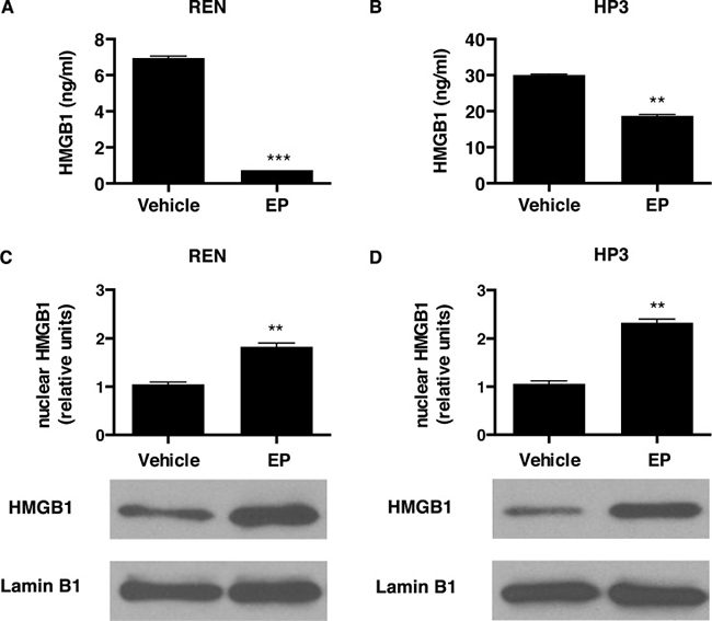 EP influences HMGB1 secretion and cellular localization.