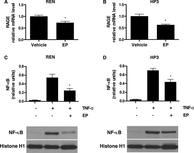 EP inhibits RAGE expression and NF-&#x03BA;B nuclear translocation.