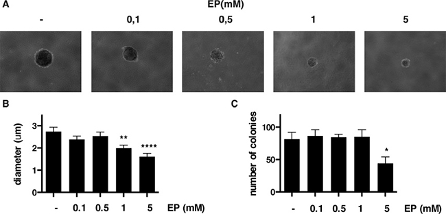 EP reduces colony formation of HP3 in soft agar.