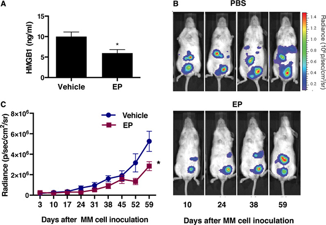 EP decreases serum levels of HMGB1 with concurrent reduction of the tumor growth.