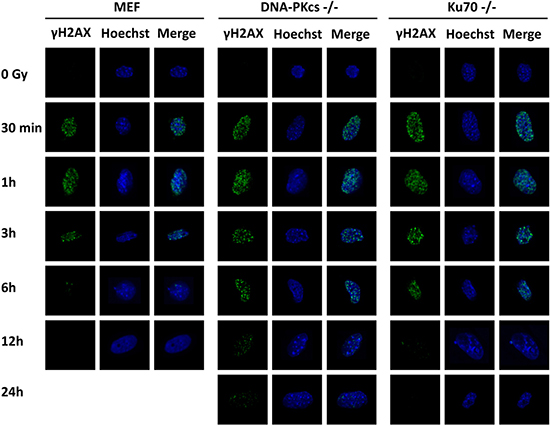 &#x03B3;H2AX foci formation is detected in MEF, DNA-PKcs&#x2013;/&#x2013; MEF, and Ku70&#x2013;/&#x2013; MEF cells.