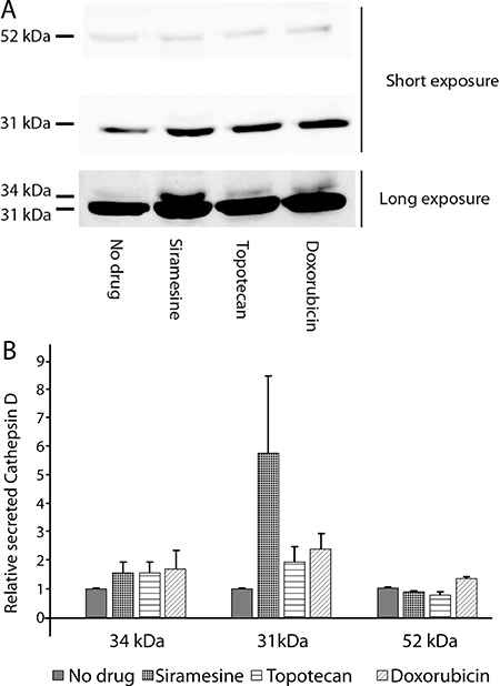 Drug-induced lysosomal exocytosis results in the release of cathepsin D into the medium.