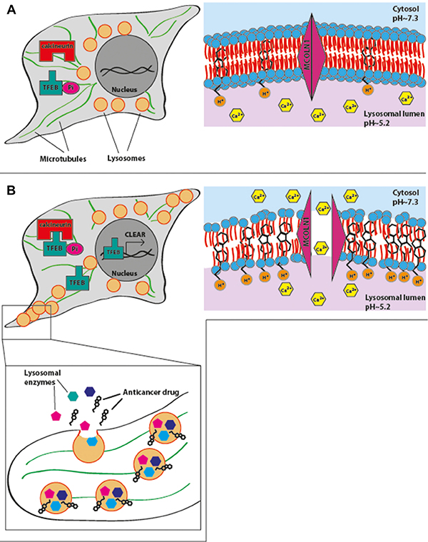 A summary model for drug-induced lysosomal exocytosis.