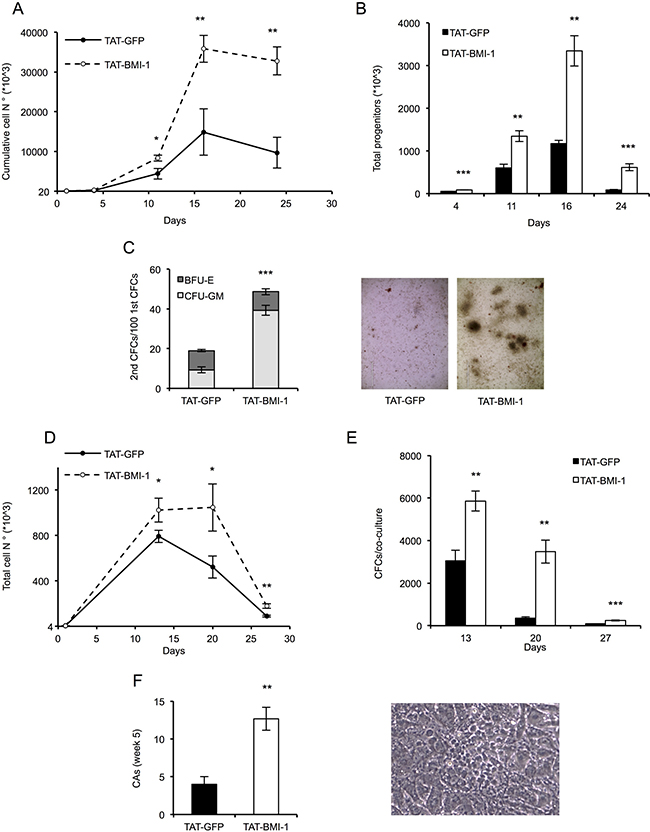 TAT-BMI-1 stimulation of CD34+ cell expansion in vitro.