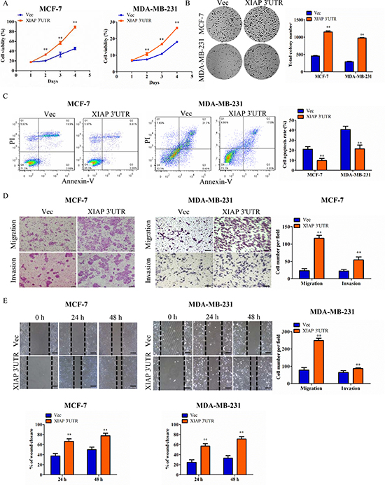 Functional characterization of XIAP 3&#x2032;UTR in breast cancer cells in vitro.